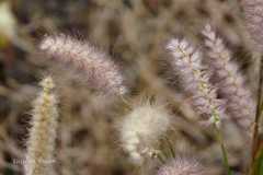 Pennisetum pedicellatum